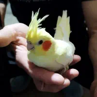 جوجه عروس هلندی