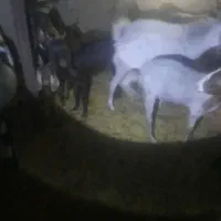 بزه نر پاکستانی داشتی