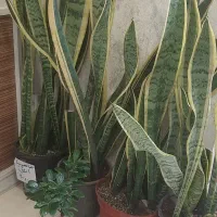 فروش گیاهان آپارتمانی با قیمت مناسب