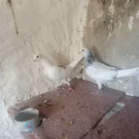 جوجه کبوتر به پری