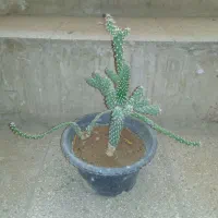 گل‌وگیاه‌طبیعی‌آلورئه‌کاکتوس‌آلورا5عددهمه‌باهم450|گل و گیاه طبیعی|قم, هنرستان|دیوار
