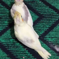 فروش یه جفت عروس هلندی