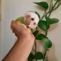 خرگوش لوپ مینیاتوری