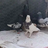 کبوتر بهبونی