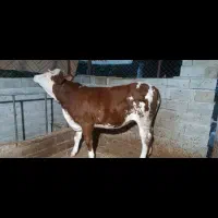 گاو با گوساله سمینتال نر و تلیسه 4ماه ابستن|حیوانات مزرعه|قائم‌شهر, |دیوار