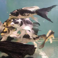 کوی مایان و پلاتینیوم و بقیه نژاد ها|ماهی|فولادشهر, B4|دیوار