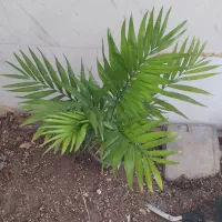 گل و گیاه شامادورا|گل و گیاه طبیعی|اهواز, سیصد دستگاه|دیوار