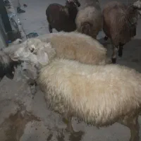 میش|حیوانات مزرعه|چاروسا, |دیوار