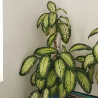 دوو عدد گل دیفین|گل و گیاه طبیعی|جوانرود, |دیوار