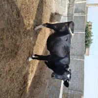 گاو سیاه