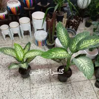 گل دیفن باخیا بهترین هدیه روز مادر