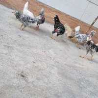 خروس محلی|حیوانات مزرعه|تاکستان, |دیوار