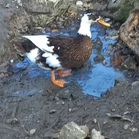 اردک غاز|حیوانات مزرعه|لاهیجان, یوسف آباد|دیوار