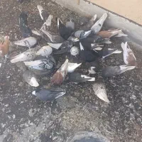 رنگی ، پلاکی ،بهبهانی
