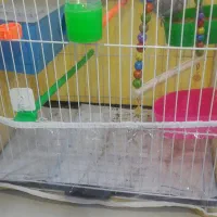 مرغ عشق خوش آواز|پرنده|مشهد, نکاح|دیوار