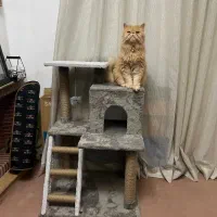 اسکرچر جای خواب گربه|لوازم جانبی حیوانات|تهران, کوی بیمه|دیوار