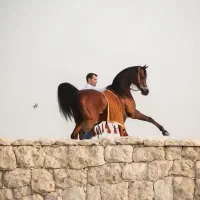 پانسیون اسب