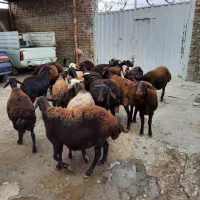 گوسفند|حیوانات مزرعه|سیلاخور, |دیوار