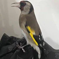 سهره|پرنده|پاکدشت, پاکدشت (مامازند)|دیوار