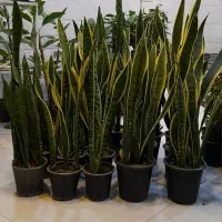 سانسوریا دورطلایی سطل هفت شمشیری پا بلند