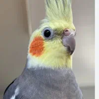 عروس هلندی گمشده|حیوانات|سنندج, |دیوار