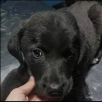 واگذاری|سگ|بم, |دیوار