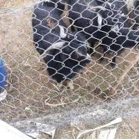 چبش چاق|حیوانات مزرعه|زاهدان, |دیوار