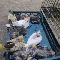 جوجه عروس هلندی