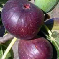 تولیدکننده پخش نهال درخت نهالستان پسته انجیرگردوقم|خدمات باغبانی و درختکاری|قم, آزادگان|دیوار