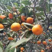 فروش نارنگی شیرین|خوردنی و آشامیدنی|کلاچای, |دیوار