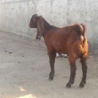 دو عدد بزغاله چاق|حیوانات مزرعه|گنبد کاووس, |دیوار