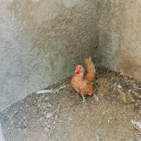 خروس بوف