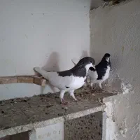 کبوتر شهری چپ، یال|پرنده|بوشهر, |دیوار