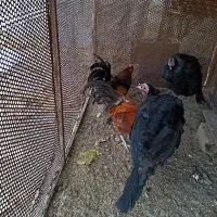 دوتا بوقلمون دوتا خروس یک مرغ۲میلیون