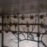 فروش ۴۰جفت فنج نرگسی شکلاتی|پرنده|ری, صالح آباد جنوبی (باغ رضوان)|دیوار