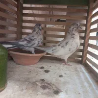 کفتر گمشده جوجه داره کسی گرفتش مژدگونی هم میدمش|پرنده|اصفهان, خانه اصفهان|دیوار