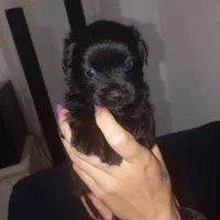 سگ بامزه|سگ|بندر انزلی, لیچارگی حسن رود|دیوار