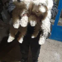 واگذاری دوتا توله پاپی