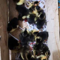 جوجه اردک ۱۶ عدد