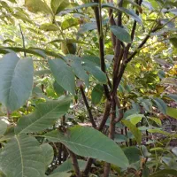 فروش نهال گردوی زود بار ده|خدمات باغبانی و درختکاری|مرند, |دیوار