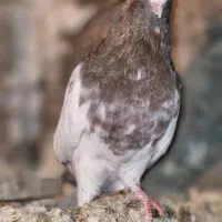 کبوتر کله طوقی|پرنده|سمنان, |دیوار