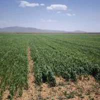 سم پاشی مزارع