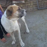 حیوانات مزرعه|حیوانات مزرعه|آبکوه, |دیوار