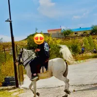 اسب|اسب و تجهیزات اسب‌سواری|اردبیل, |دیوار