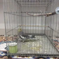 عروس پاریس ۸ ماهه سینامون نیمه دستی|پرنده|اهواز, فرهنگ شهر|دیوار