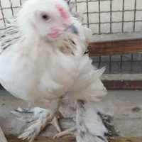 جوجه برهما|حیوانات مزرعه|تهران, جوادیه|دیوار