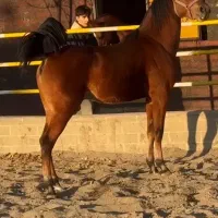 اسب نریان کرد