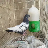 رنگی گرفتنی|پرنده|اهواز, شهرک حفاری|دیوار