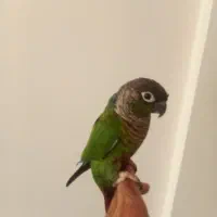 تک تعداد  گرینچیک  برزیلی. عروس  راهب شاه