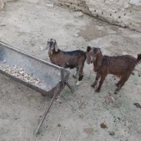جفت شنک نر